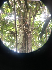 Campephilus melanoleucos