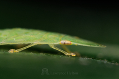 Petalocephala