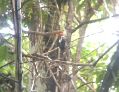 Campephilus melanoleucos