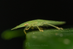 Petalocephala