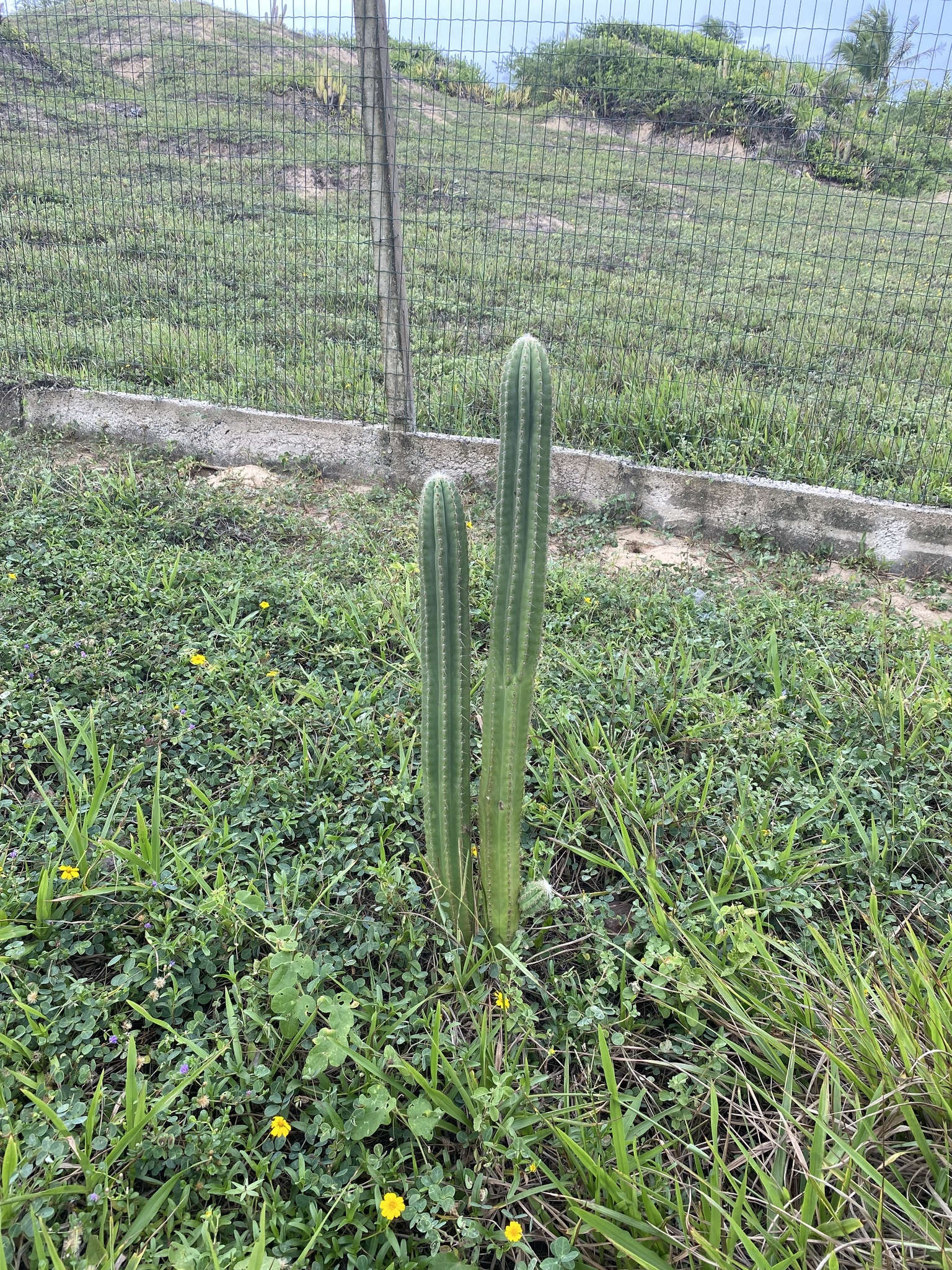 Pilosocereus catingicola