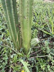 Cereeae