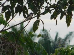 Lanius schach bentet