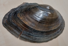 Sinanodonta woodiana