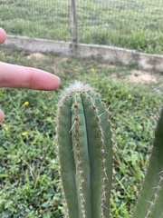 Cereeae