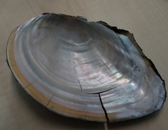 Sinanodonta woodiana