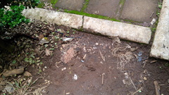 Pliocercus elapoides