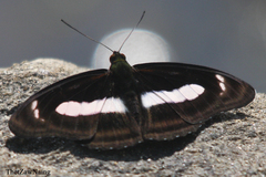 Athyma zeroca zeroca