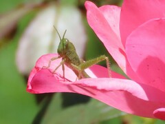 Acanthacris ruficornis