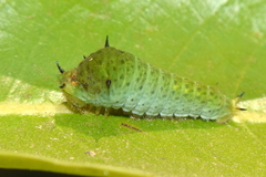 Graphium agamemnon