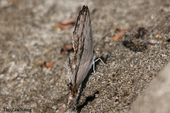 Cyrestis thyodamas thyodamas