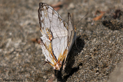 Cyrestis thyodamas thyodamas
