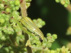 Calotheca
