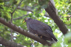 Columba arquatrix