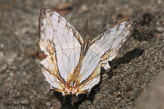 Cyrestis thyodamas thyodamas
