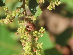 Calotheca