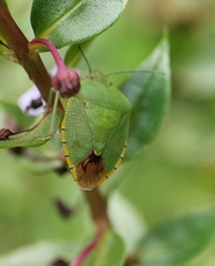 Chinavia marginata