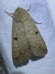 Ophiusa disjungens