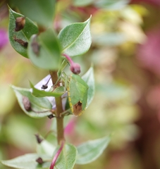 Chinavia marginata