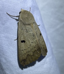 Ophiusa disjungens