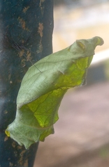 Papilionidae