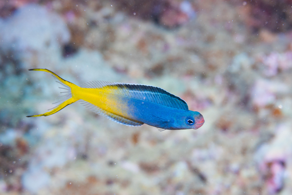 Bicolor fangblenny (Plagiotremus laudandus) — Blenniidae