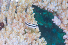 Thalassoma amblycephalus