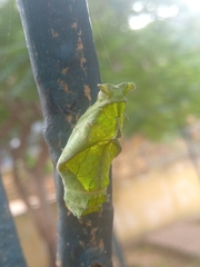 Papilionidae