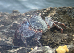 Grapsus grapsus