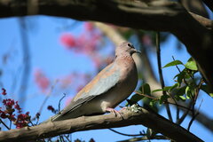 Streptopelia senegalensis senegalensis