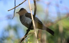 Pycnonotus barbatus layardi