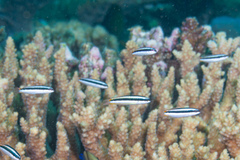 Thalassoma amblycephalus