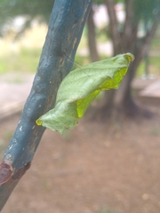 Papilionidae