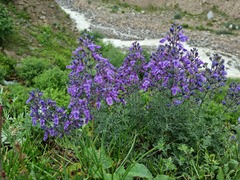 Teucrium orientale