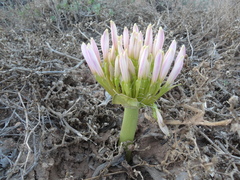 Brunsvigia bosmaniae