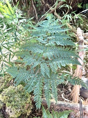 Dryopteris formosana
