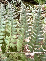 Dryopteris formosana
