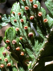 Dryopteris formosana