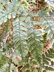 Dryopteris formosana