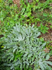 Salvia canescens