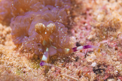 Pteraeolidia semperi