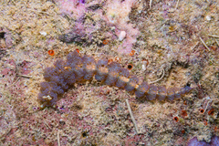 Pteraeolidia semperi