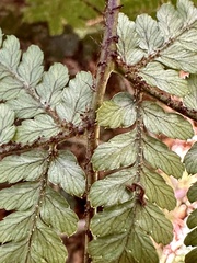 Dryopteris formosana