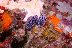 Phyllidiella