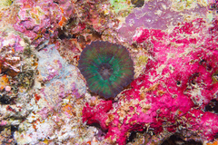 Lobophyllia vitiensis