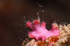 Homotrematidae
