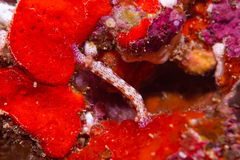 Hypselodoris decorata