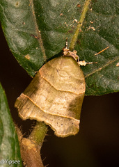 Achrosis incitata