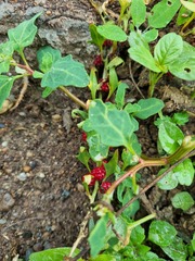 Blitum virgatum