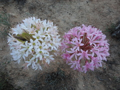 Brunsvigia bosmaniae